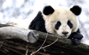 Cute Bear Panda Laptop Wallpaper