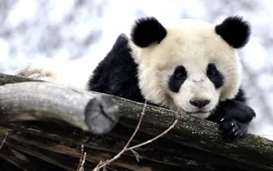 Cute Bear Panda Laptop Wallpaper