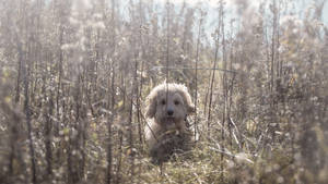 Cute Bichon Frisé Dog In Tall Grass Wallpaper