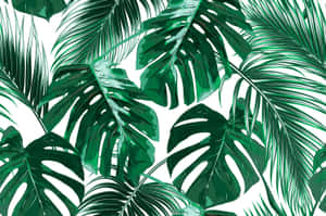 Cute Big Palm Tree Leaves Wallpaper