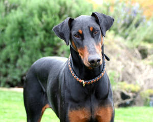 Cute Black And Tan Doberman Pinscher Wallpaper