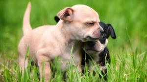 Cute Black And White Bulldog Puppies Wallpaper