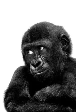 Cute Black Baby Gorilla Iphone Wallpaper