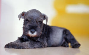 Cute Black Puppy Animal Wallpaper