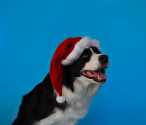 Cute Blue Dog Santa Hat Wallpaper