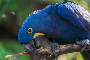 Cute Blue Parrot Wallpaper