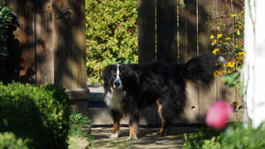 Cute Border Collie Dog In Garden Wallpaper