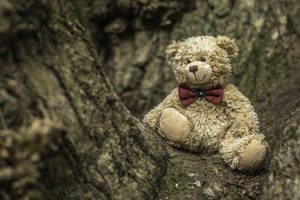 Cute Brown Bear Teddy On Tree Wallpaper