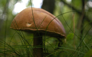 Cute Brown Mushroom Behind Thin Grass Wallpaper