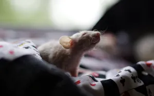 Cute Brown Rat Wallpaper