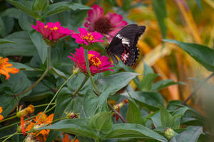 Cute Butterfly Near Zinnia Flowers Wallpaper