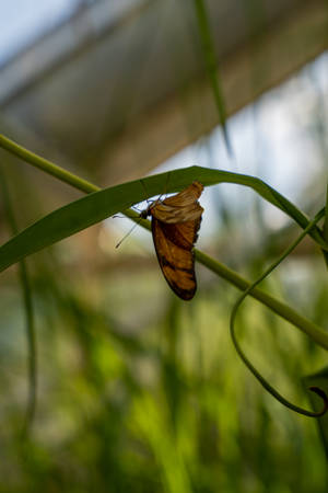 Cute Butterfly On Bamboo Wallpaper