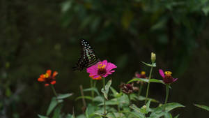 Cute Butterfly On Pink Flowers Wallpaper