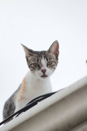 Cute Cat Aesthetic On The Roof Wallpaper