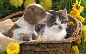 Cute Cat And Dog Wallpaper