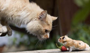 Cute Cat And Mouse Wallpaper