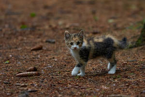 Cute Cat Brown Kitten Wallpaper