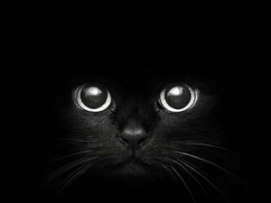 Cute Cat Face Black Mac Wallpaper