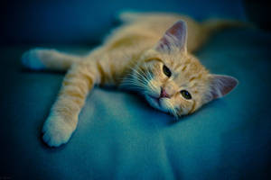 Cute Cat Green Sheets Wallpaper