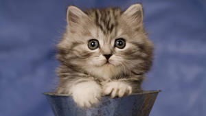 Cute Cat In A Pail Wallpaper