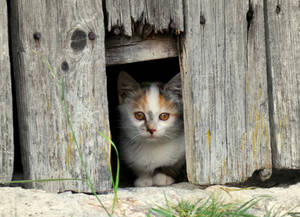 Cute Cat In A Wooden House Wallpaper