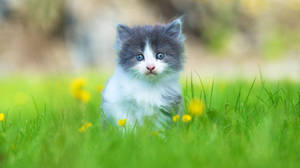 Cute Cat In Grass Wallpaper