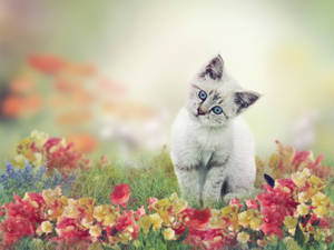 Cute Cat On Flower Field Wallpaper