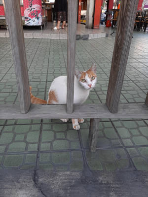 Cute Cat Sitting In A Brick Stone Wallpaper