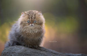 Cute Cat Sitting On A Rock Wallpaper