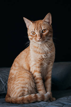 Cute Cat Sitting On Sheet Wallpaper