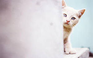 Cute Cat White Wallpaper