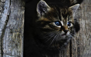 Cute Cat Wood Wallpaper