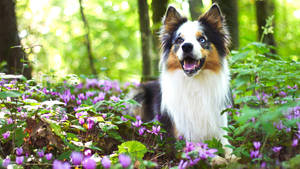 Cute Collie Dog On Purple Flower Beds Wallpaper