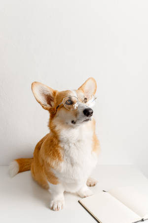 Cute Corgi With Glasses Wallpaper