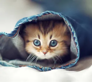 Cute Doe Eyes Cat Profile Picture Wallpaper