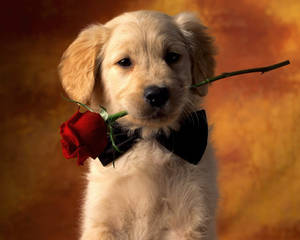 Cute Dog Biting Rose Wallpaper