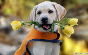 Cute Dog Biting Tulips Wallpaper