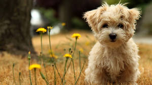 Cute Dog Brown Maltese Wallpaper