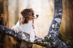 Cute Dog Climbing On Tree Wallpaper