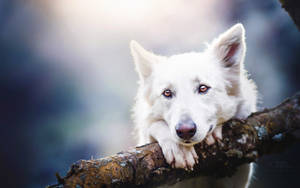 Cute Dog Clutching Onto Branch Wallpaper