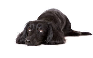 Cute Dog Flat-coated Retriever Wallpaper