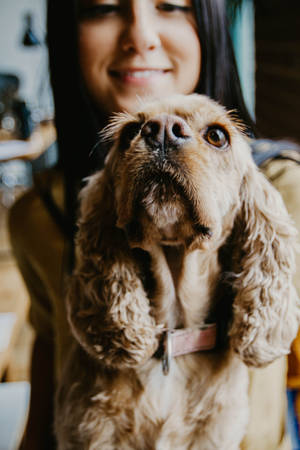 Cute Dog Held By Female Owner Wallpaper