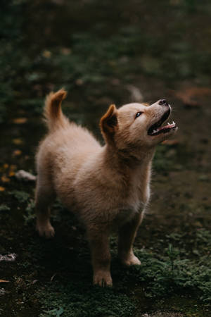 Cute Dog Jindo On Grass Wallpaper