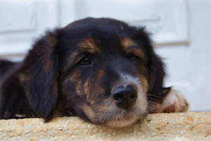 Cute Dog Lying Outside Wallpaper