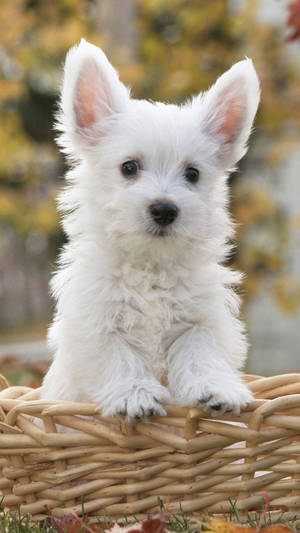 Cute Dog On Wicker Basket Wallpaper