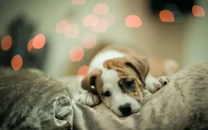 Cute Dog Pouting While Lying Wallpaper