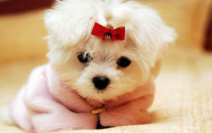 Cute Dog Red Ribbon Wallpaper