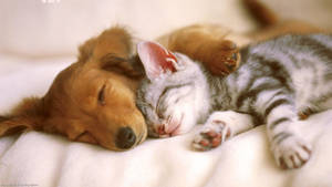 Cute Dog Sleeping Cat Wallpaper