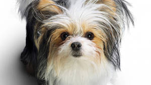 Cute Dog Tri-colored Terrier Wallpaper