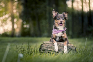 Cute Dog Wearing Purple Bandana Wallpaper